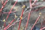 Red Twig Dogwood in bloom